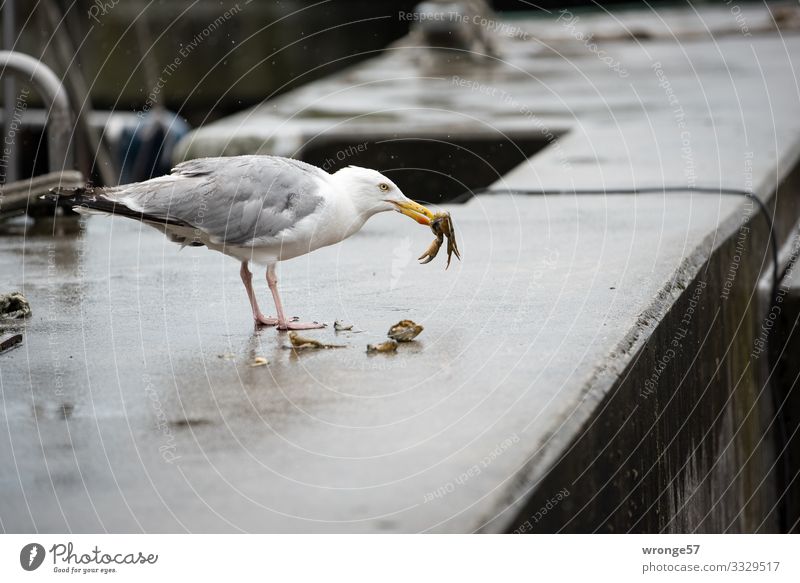 Street Foot Sommer schlechtes Wetter Regen Hafen Wildtier Vogel Möwe Krabbe 2 Tier Fressen maritim natürlich grau Anlegestelle Teile u. Stücke Querformat