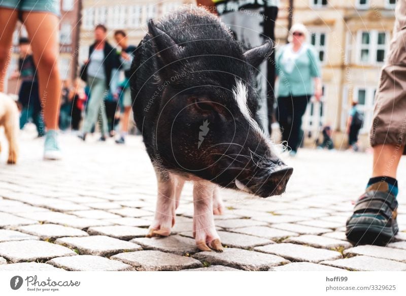 Nahaufnahme eines kleinen Schweins in Fußgängerzone mit diversen Menschen Menschenmenge Platz Marktplatz Ferkel 1 Tier berühren Bewegung stehen ästhetisch