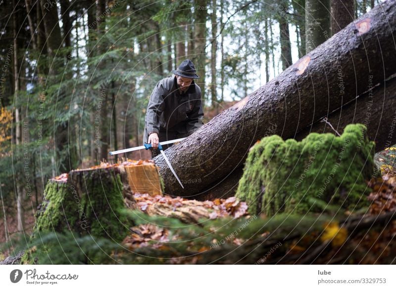 Waldarbeiter Arbeit & Erwerbstätigkeit Arbeitsplatz Landwirtschaft Forstwirtschaft Natur Landschaft Tier Baum Förster Baum fällen Waldaufseher Nadelwald