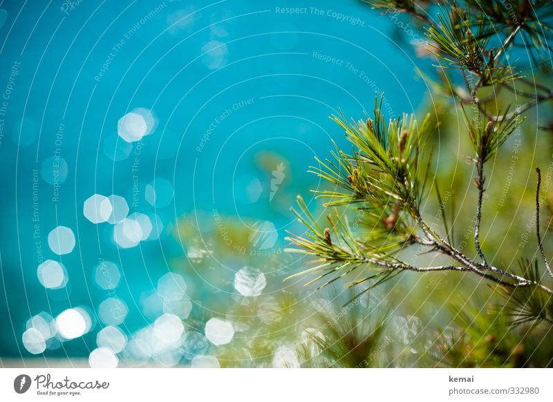 Sonnenglitzern Umwelt Natur Landschaft Pflanze Wasser Sonnenlicht Sommer Schönes Wetter Wärme Baum Grünpflanze Wildpflanze Nadelbaum Park Küste Meer Wachstum