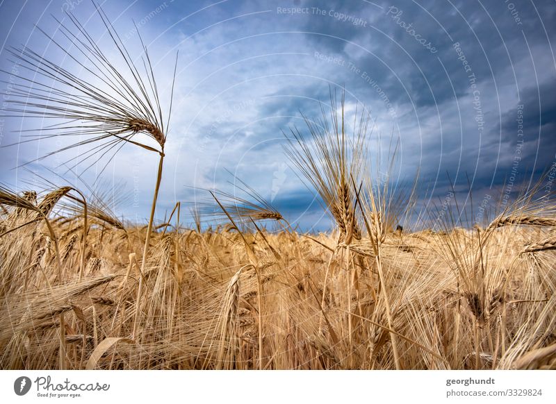 Ackergold II Umwelt Natur Landschaft Pflanze Himmel Wolken Sonne Sommer Feld Gefühle Wahrheit Weizen Weizenfeld Tourismus Ackerbau Feldfrüchte Ähren Farbfoto