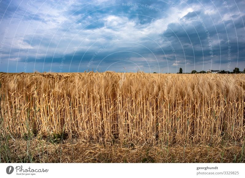 Ackergold I Umwelt Natur Landschaft Pflanze Himmel Wolken Sommer Nutzpflanze Stimmung Wahrheit Menschenleer Tourismus Ackerbau Feld Weizen Weizenfeld Farbfoto