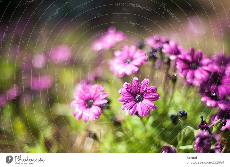 An der Blumenbar Umwelt Natur Pflanze Wasser Wassertropfen Sonnenlicht Sommer Schönes Wetter Wärme Blatt Blüte Margerite Gerbera Garten Park frisch glänzend