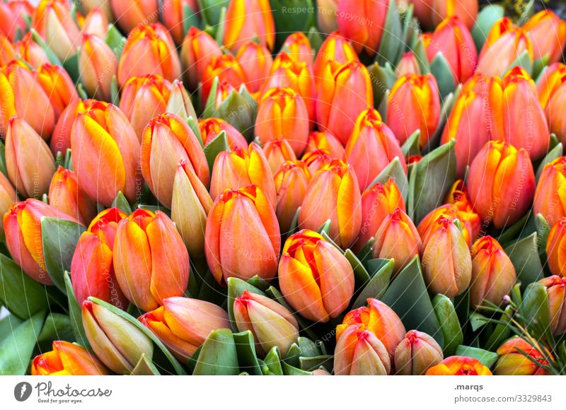 Tulpen orange blumen Frühling grün Blüte viele schenken Freude Überraschung Blumenladen Tulpenblüte Tulpenknospe Ostern Hintergrundbild