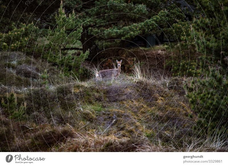 Heideglotzer Jagd Umwelt Natur Landschaft Pflanze Tier Baum Sträucher Moos Hügel Wildtier hören Blick stehen natürlich Reh Wachsamkeit Farbfoto Außenaufnahme