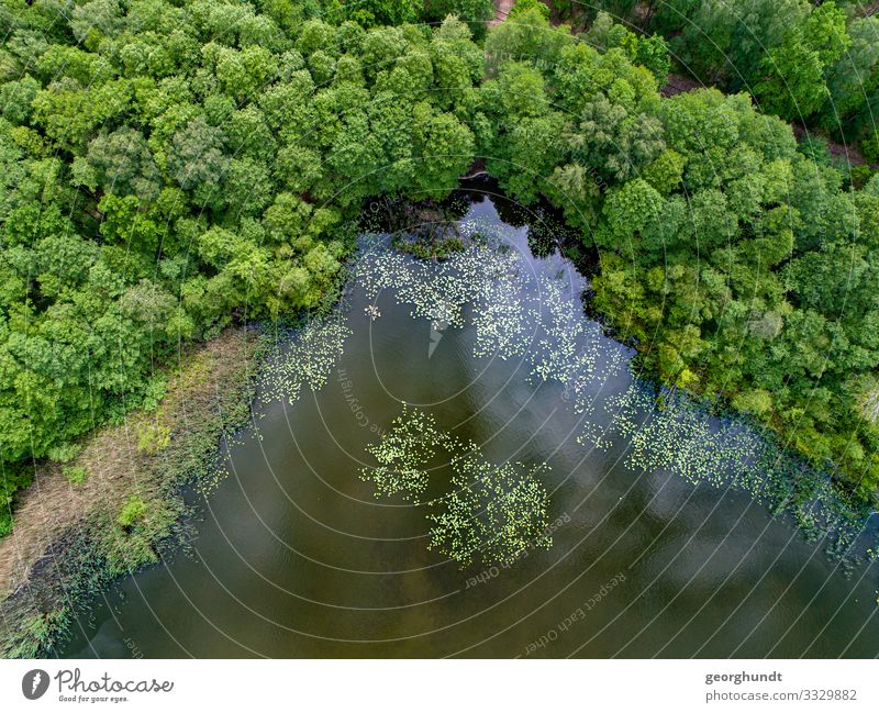 Waldpfützenecke Gesundheit Angeln Jagd Schwimmen & Baden wandern Umwelt Natur Landschaft Pflanze Tier Sommer Seeufer Flussufer Bucht Insel Teich blau grün