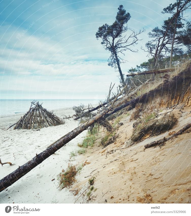 Tipi Umwelt Natur Landschaft Sand Wasser Himmel Wolken Horizont Herbst Schönes Wetter Pflanze Baum Sträucher Küste Ostsee Holz ruhig Idylle Ferne Erosion