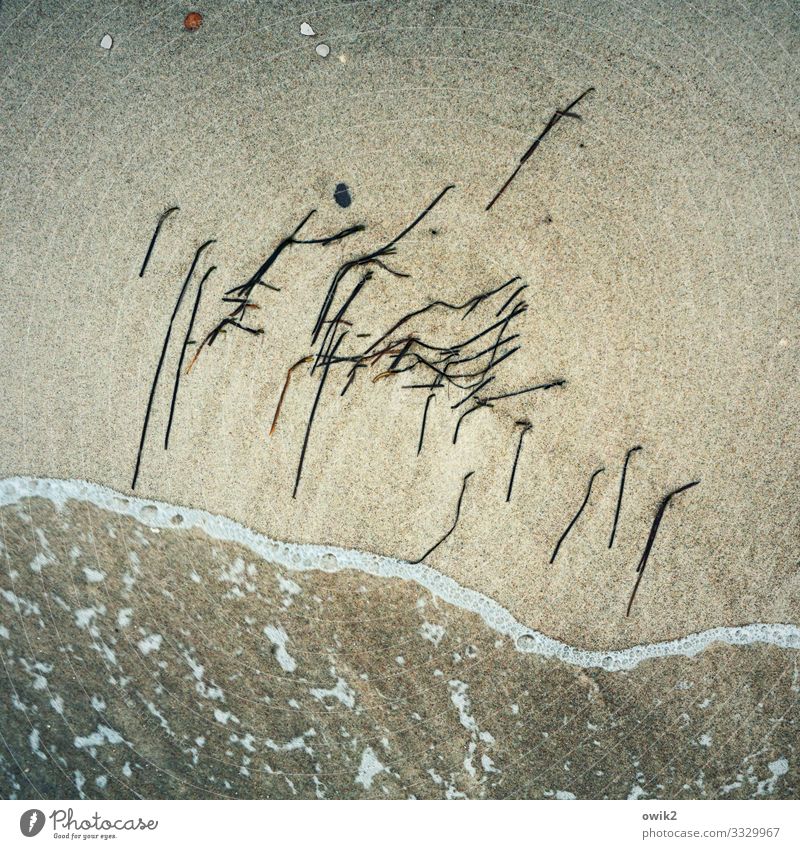 Schaumgrenze Umwelt Natur Urelemente Sand Wasser Pflanze Küste Strand Ostsee nah fließen Farbfoto Gedeckte Farben Außenaufnahme Detailaufnahme abstrakt