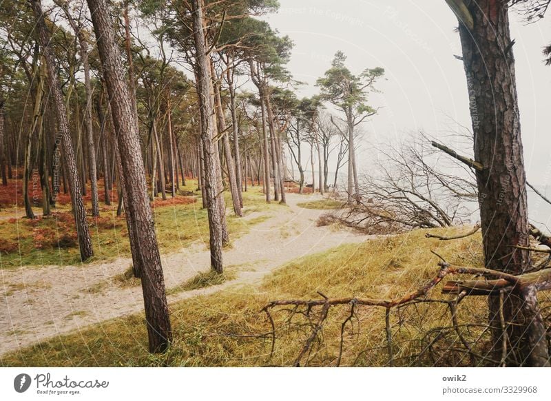 Krumme Hölzer Umwelt Natur Landschaft Sand Wasser Horizont Herbst Schönes Wetter Wind Baum Gras Sträucher Wald Küste Strand Ostsee Weststrand Windflüchter