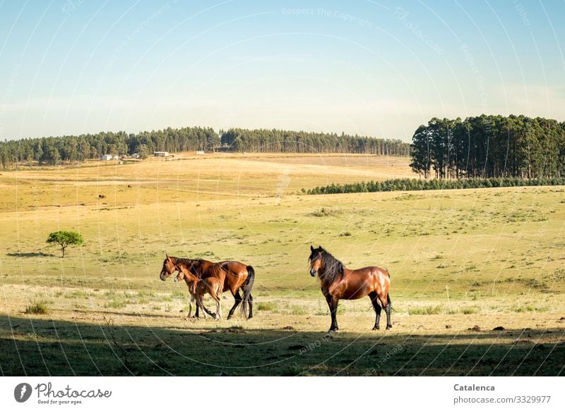 Pferdefamilie auf der Steppe Natur Landschaft Wolkenloser Himmel Sommer Schönes Wetter Pflanze Baum Gras Nutzpflanze Eukalyptusbaum Eukalyphtuswald Wiese Wald