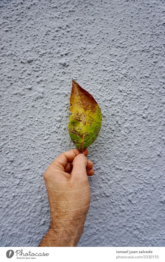 Männerhand mit grünem und gelbem Blatt an der blauen Wand Hand Finger Körperteil Beteiligung Gefühl berührend Natur Frische Sonnenlicht hell im Freien schön