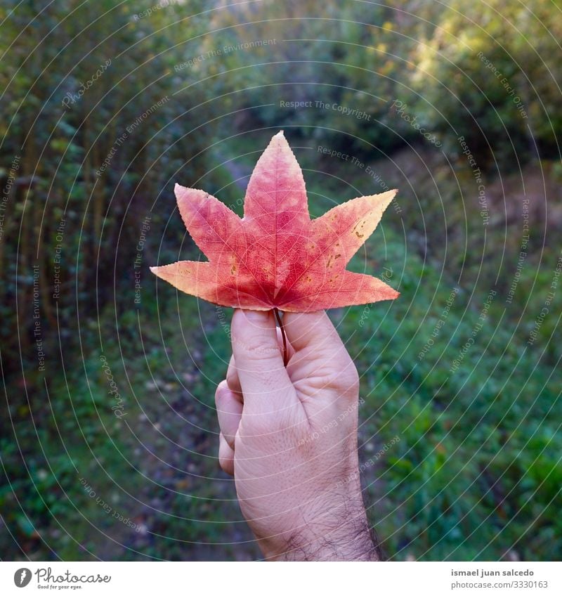 Männerhand mit einem schönen baumroten Blatt Hand Finger Körperteil Beteiligung Gefühl berührend Natur Frische im Freien Zerbrechlichkeit Hintergrund texturiert