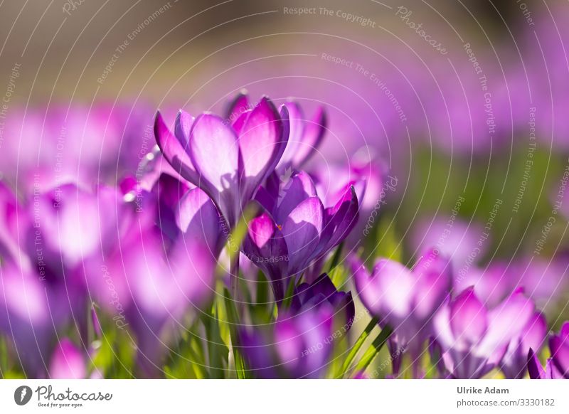 Krokusse ( Crocus ) elegant Wellness Leben harmonisch Erholung ruhig Meditation Spa Tapete Osterkarte Feste & Feiern Valentinstag Muttertag Ostern Natur Pflanze