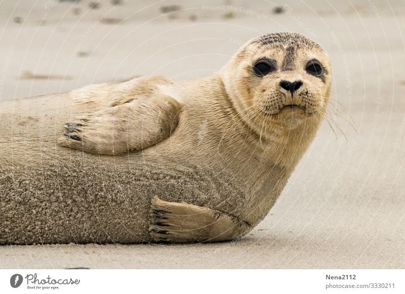 Seehund baby | hier riecht's doch nach ... Fisch? Tier Tierporträt Robben Robbenbaby Baby Jungtier jung Nordsee Strand Raubtier Kälte kühl gekühlt süß entspannt