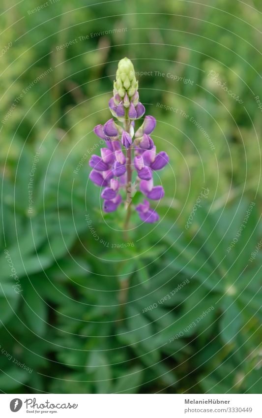 Lupine Wolfsbohne Pflanze Blume Sträucher Blüte Grünpflanze Nutzpflanze schön Hülsenfrüchte Lebensmittel violett Samen Farbfoto