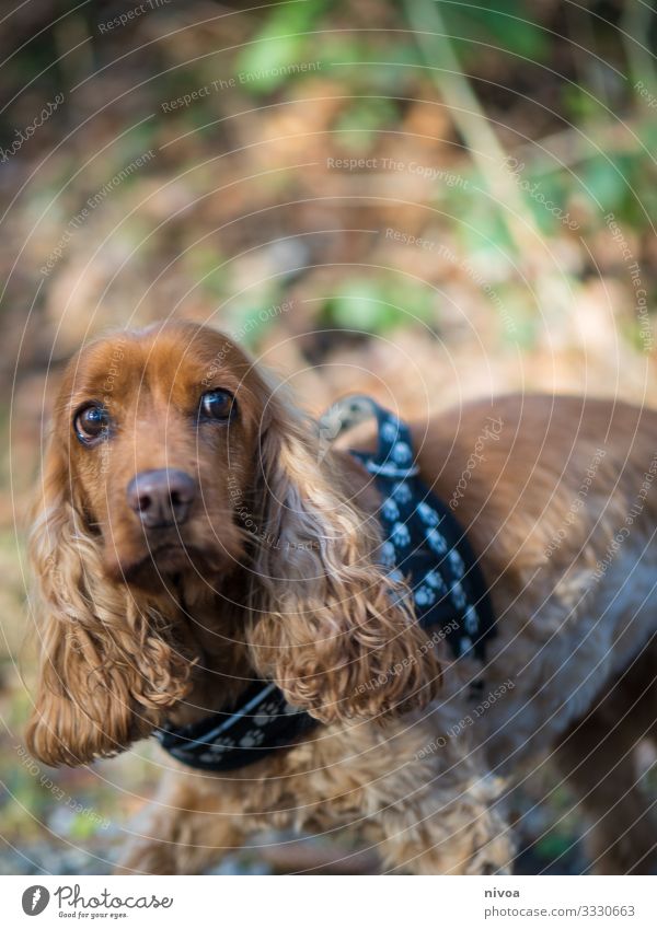 Cocker Spaniel Umwelt Natur Herbst Schönes Wetter Pflanze Baum Wald Tier Haustier Hund 1 beobachten Bewegung entdecken füttern gehen Kommunizieren Spielen frech