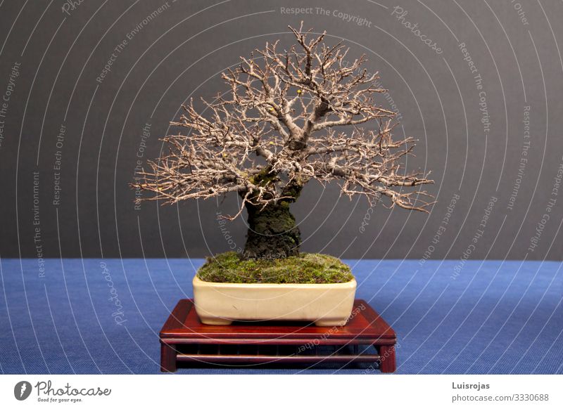 Bonsai Zelkova ohne Blätter auf dem Tisch isolierte Rückenplatte schön Leben Freizeit & Hobby Ferien & Urlaub & Reisen Kunst Künstler Ausstellung Kultur Herbst