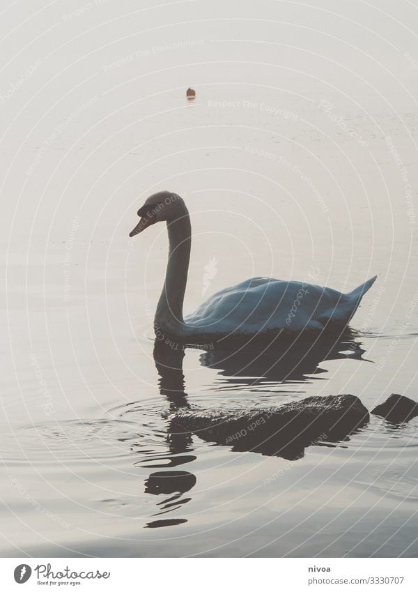 Schwanensee Ausflug Freiheit Gemälde Umwelt Natur Landschaft Wasser Winter Klima Schönes Wetter Küste See Zürich See Vogel Flügel 1 Tier Stein Fährte Bewegung