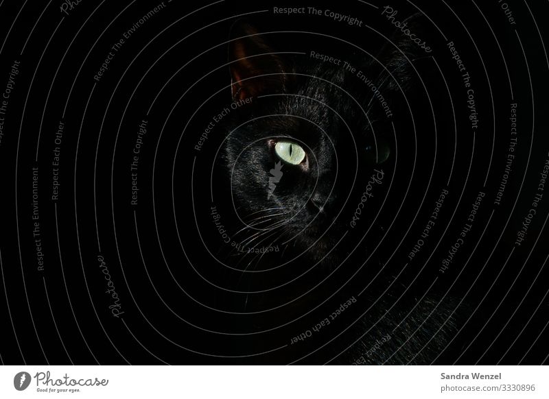 Katzenauge Tiergesicht 1 Blick warten fantastisch frech glänzend schön grün schwarz Gedeckte Farben Menschenleer Textfreiraum links Hintergrund neutral Nacht