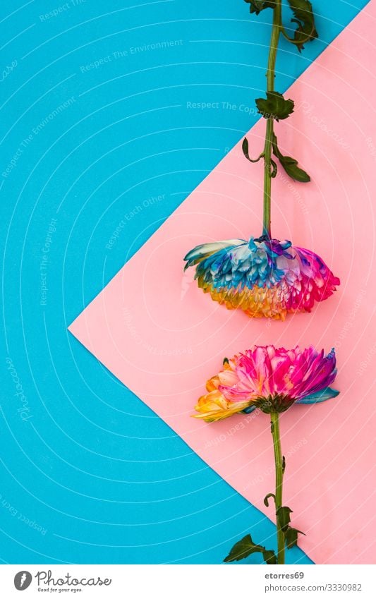 Bunte Chrysanthemenblüte auf rosa und blauem Hintergrund. Farbe mehrfarbig rot gelb Blume Blumenstrauß Blüte geblümt Frühling Natur Pflanze vereinzelt