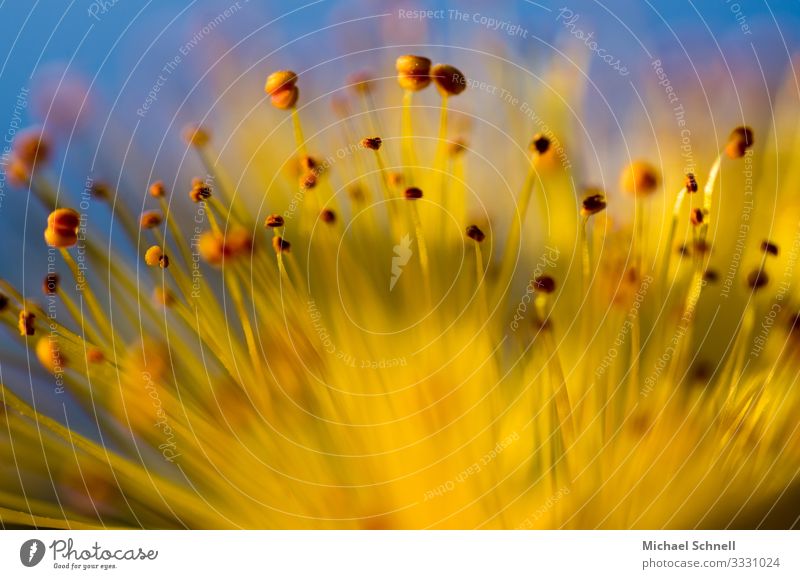 Kleine gelbe Blüte Umwelt Pflanze Sommer Blume Kitsch nachhaltig natürlich Glück Optimismus Natur Farbfoto Nahaufnahme Makroaufnahme Menschenleer