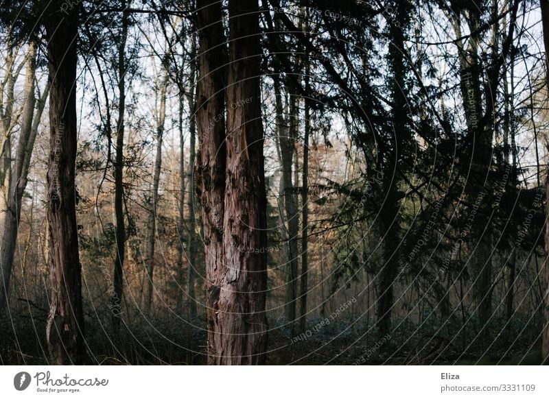 Wald Baum dunkel Baumstamm Waldsterben Natur Menschenleer trist Farbfoto Außenaufnahme Tag