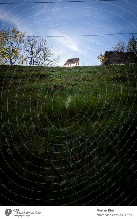 Heidi Landwirtschaft Forstwirtschaft Natur Landschaft Wiese Hügel Bauernhof Nutztier Kuh 1 Tier Fressen lecker Zufriedenheit Tierliebe Appetit & Hunger genießen