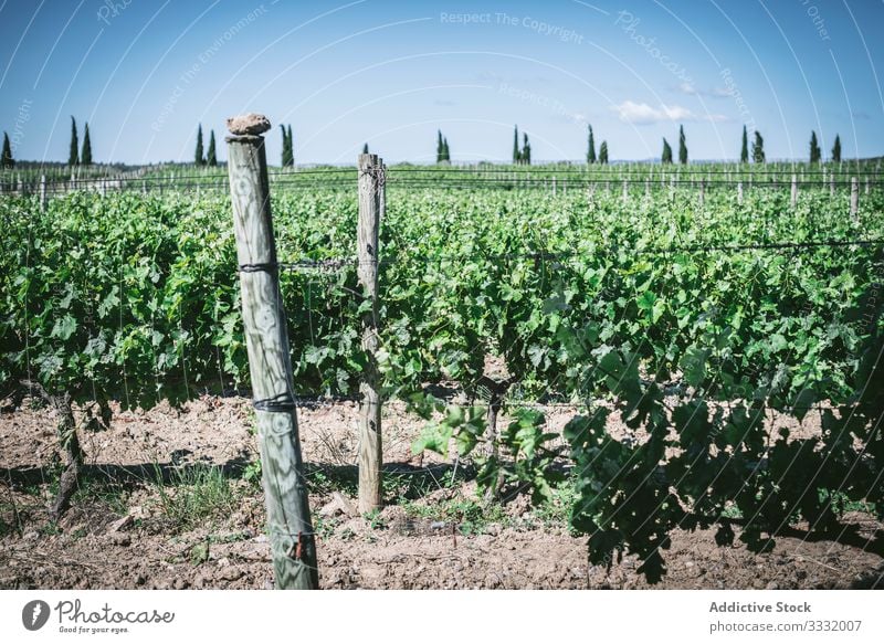 Grüne Reben auf dem Bauernhof Pflanze Wein Wachstum grün Landschaft sonnig tagsüber Reihe Ackerbau Natur ländlich organisch filigran Schonung Agronomie lassen