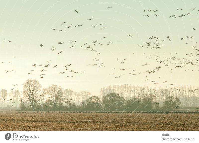 Abgehoben Umwelt Natur Landschaft Tier Baum Wäldchen Feld Wildtier Vogel Kranich Schwarm fliegen stehen frei Zusammensein natürlich viele Bewegung Freiheit