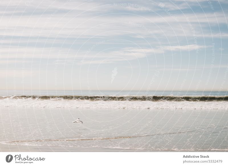 Kleine Wellen am Sandstrand winken MEER Strand sich[Akk] entspannen Ansicht Tourismus Natur Uferlinie Venice Beach USA Landschaft reisen Tag Kalifornien Vogel