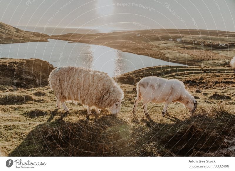 Schafe stehen auf dem Land Haustier Tier Berge u. Gebirge Natur fallen Hügel Ansicht Landschaft Windstille malerisch Herbst Reise Aktivität erkunden