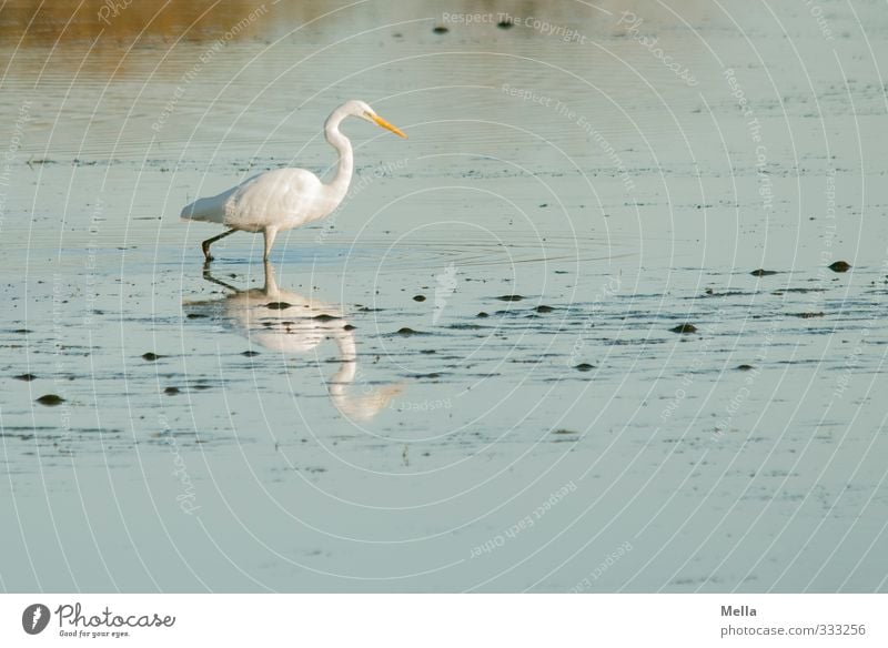 Fishing for fishes Umwelt Natur Landschaft Tier Wasser Teich See Wildtier Vogel Reiher Silberreiher 1 gehen natürlich blau weiß ruhig schreiten Suche Farbfoto