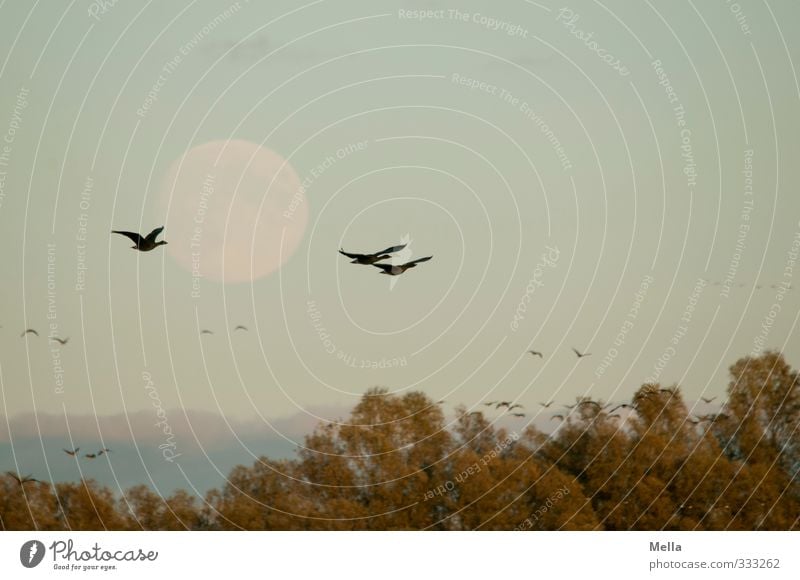 Noch 'n Vogel-Mond-Foto Umwelt Natur Tier Luft Himmel Vollmond Pflanze Baum Baumkrone Wildtier Gans Wildgans 3 Tiergruppe Schwarm fliegen frei Zusammensein