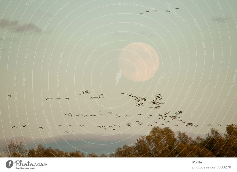 Bloß nicht den Mond kreuzen! Umwelt Natur Landschaft Tier Luft Himmel Vollmond Baum Baumkrone Wildtier Vogel Gans Wildgans Kranich Schwarm fliegen frei