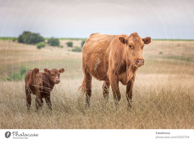 Kuh und Kalb auf der weiten Steppe schauen in die Kamera Braun grün Umwelt Himmel Landschaft Hügel Bäume Horizont Pflanze Weide Gras Felder Zusammensein