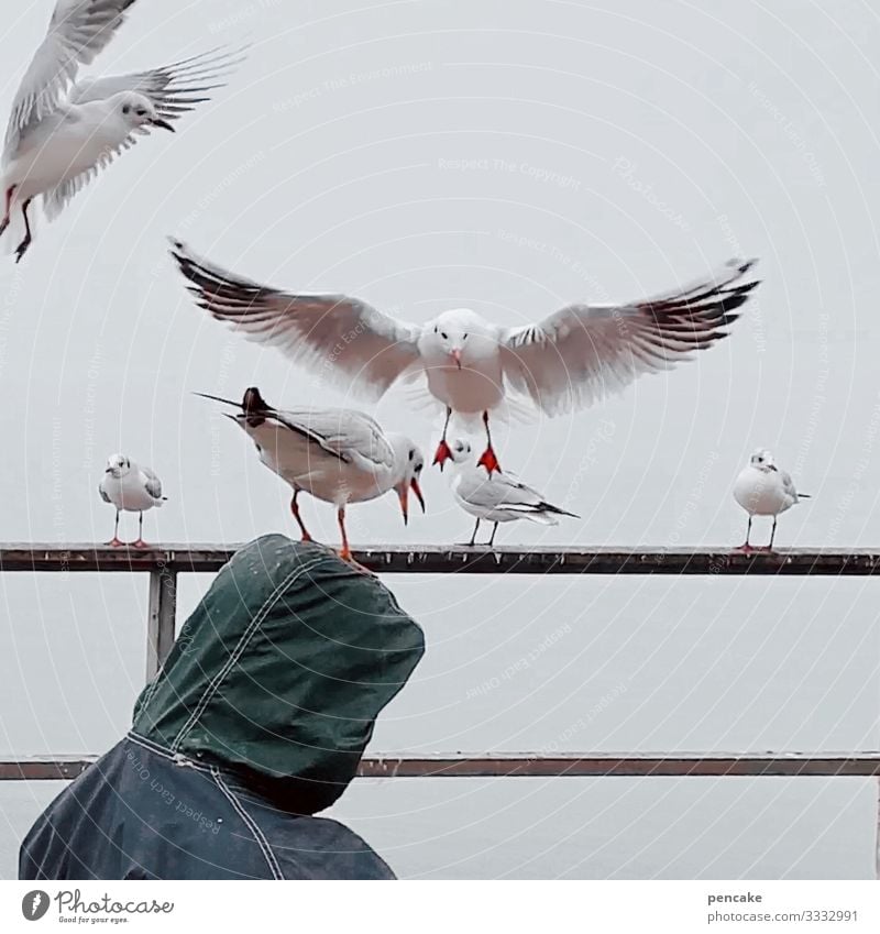 kopfstand Natur Winter Küste Seeufer Tier Wildtier Vogel Tiergruppe berühren fliegen Fressen Konkurrenz Möwenvögel Mann Kapuze Kopf füttern Geländer Bodensee