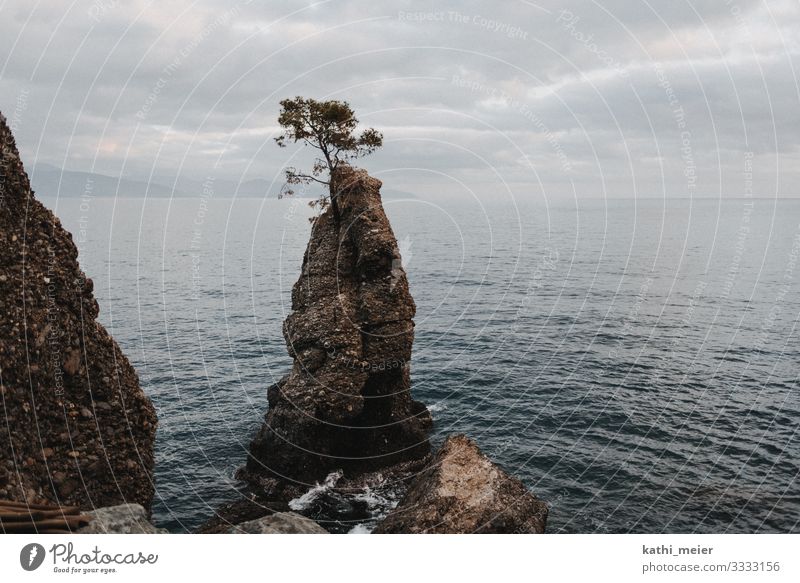 Einsamer Baum im Meer auf Felsen Küste Landschaft Natur Wasser Klippe Überleben Überlebenskampf Überlebenskünstler Schwierigkeiten schwierige Zeiten Hoffnung