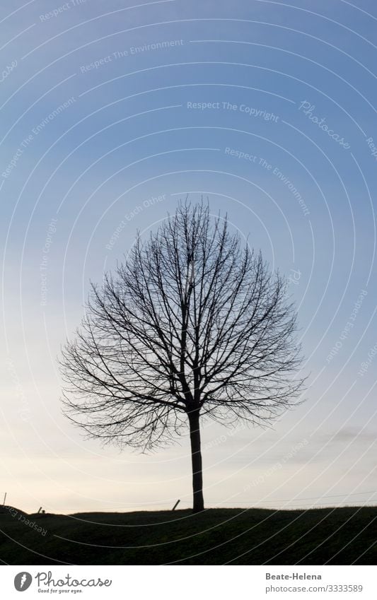 Bäume 8 Baum kahl Silhouette Herbst Himmel Außenaufnahme Landschaft