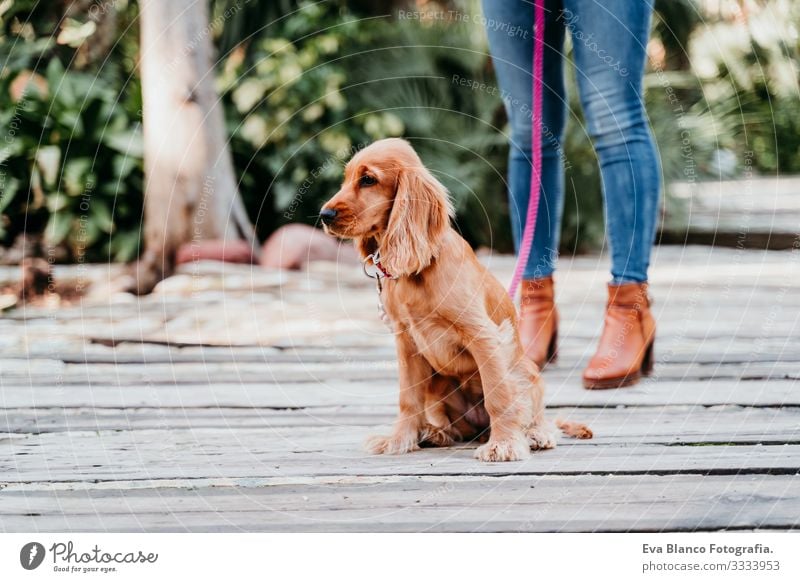 junge Frau und ihr süßer Cockerspaniel-Welpe im Freien Hund Haustier Park Sonnenstrahlen Außenaufnahme Liebe Umarmen Lächeln Rückansicht Küssen züchten