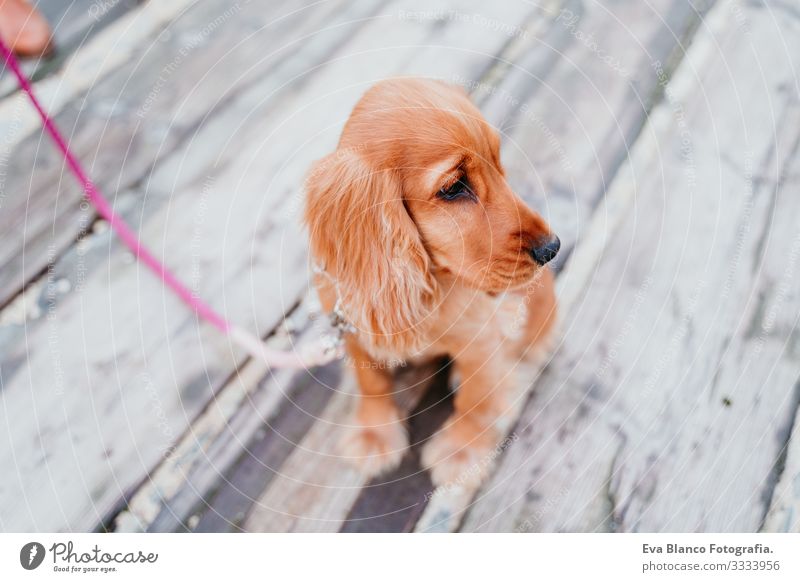 Porträt eines süßen Welpen Cockerspaniel-Hundes im Freien Frau Haustier Park Sonnenstrahlen Außenaufnahme Liebe Umarmen Lächeln Rückansicht Küssen züchten