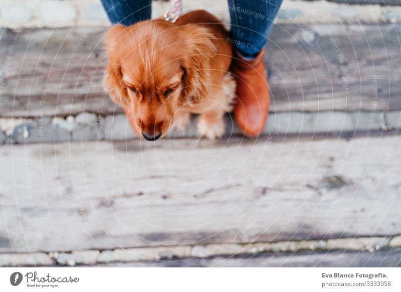 süßer Welpe Cockerspaniel-Hund im Freien und sein Besitzer. Ansicht von oben Frau Haustier Park Sonnenstrahlen Außenaufnahme Liebe Umarmen Lächeln Rückansicht