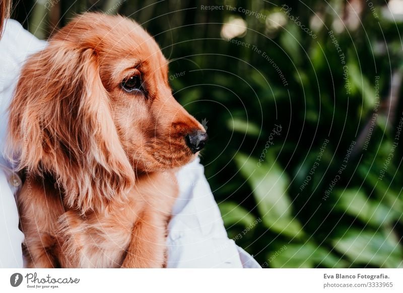 junge Frau und ihr süßer Cockerspaniel-Welpe im Freien Hund Haustier Park Sonnenstrahlen Außenaufnahme Liebe Umarmen Lächeln Rückansicht Küssen züchten