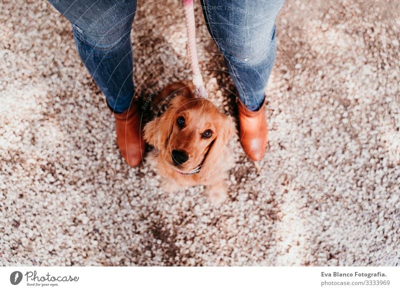 junge Frau und ihr süßer Cockerspaniel-Welpe im Freien. Ansicht von oben Hund Haustier Park Sonnenstrahlen Außenaufnahme Liebe Umarmen Lächeln Rückansicht