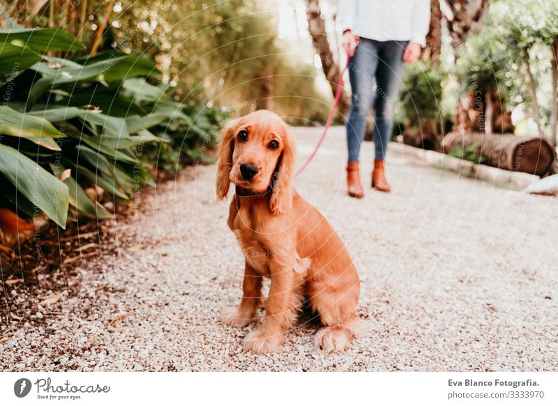 junge Frau, die mit ihrem niedlichen Cockerspaniel-Welpen im Freien spazieren geht laufen Hund Haustier Park Sonnenstrahlen Außenaufnahme Liebe Umarmen Lächeln