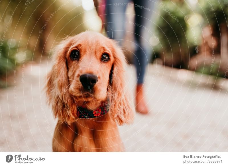 junge Frau, die mit ihrem niedlichen Cockerspaniel-Welpen im Freien spazieren geht laufen Hund Haustier Park Sonnenstrahlen Außenaufnahme Liebe Umarmen Lächeln