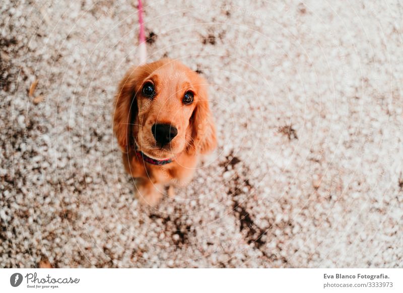 Porträt eines niedlichen Welpen von Cockerspaniel, der in die Kamera schaut. Im Freien laufen Frau Hund Haustier Park Sonnenstrahlen Außenaufnahme Liebe Umarmen