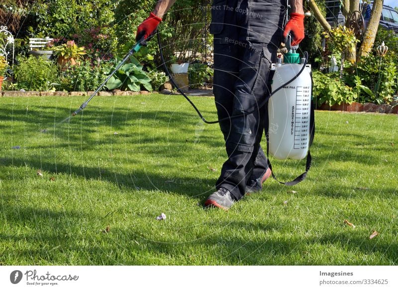 Sprühen von Pestiziden mit einem tragbaren Sprühgerät, um Unkräuter im Rasen zu beseitigen. Unkrautvertilgungsspray auf das Unkraut im Garten. Pestizideinsatz ist gesundheitsschädlich. Unkrautbekämpfungskonzept. Unkrautvernichter