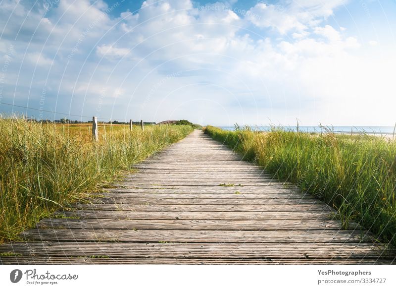 Hölzerner Fußweg und hohes Gras im Sonnenlicht. Sylter Landschaft Sommer wandern Schönes Wetter Küste Nordsee Brücke Wege & Pfade Perspektive Friesische Insel