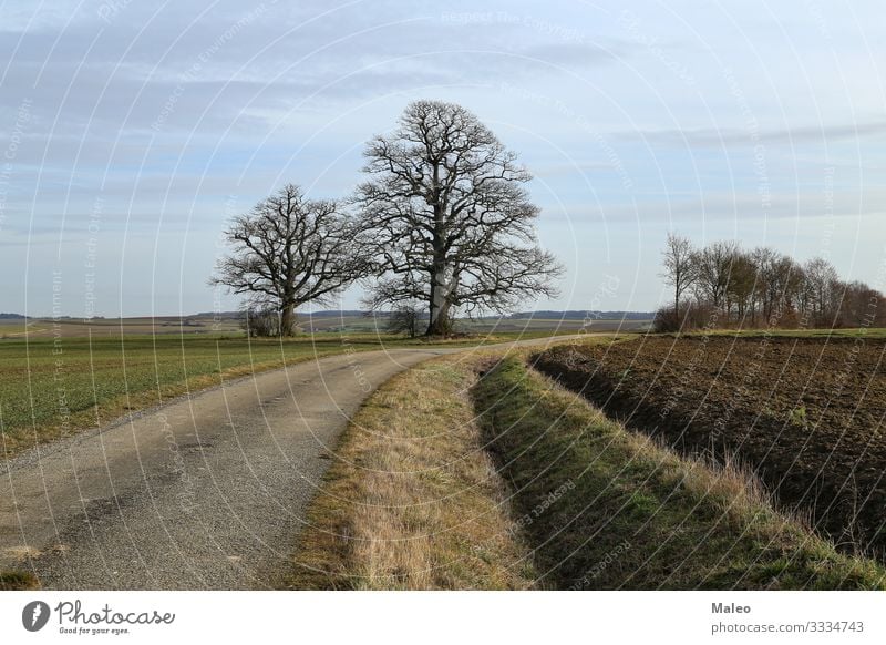 Warmer Winter außergewöhnlich Anomalie schön Wandel & Veränderung Klima kalt Europa Frost Deutschland global Landschaft Eiche Außenaufnahme Park Straße