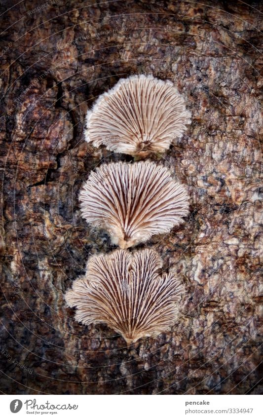 spaltblättlinge Natur Pflanze Baum Wald entdecken ästhetisch außergewöhnlich klein bizarr skurril Pilz Baumpilz Spaltblättlinge 3 Lamelle Winter Baumrinde